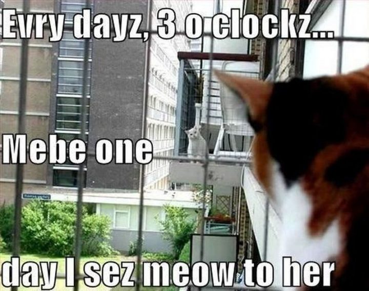 "Evry dayz, 3 o clockz...Mebe one day I sez meow to her."