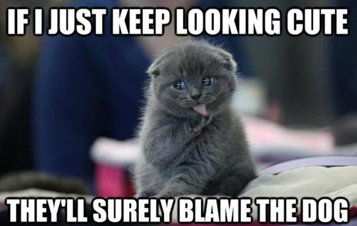 55 Funniest Cat Memes Ever Will Make You Laugh Right MEOW!