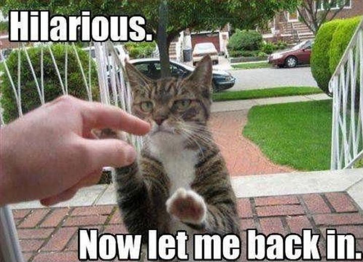 55 Funniest Cat Memes Ever Will Make You Laugh Right MEOW!