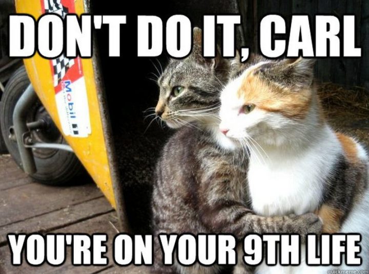 55 Funniest Cat Memes Ever Will Make You Laugh Right MEOW!