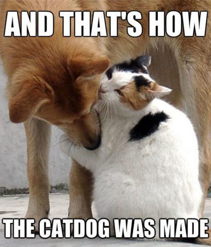 "And that's how the catdog was made."