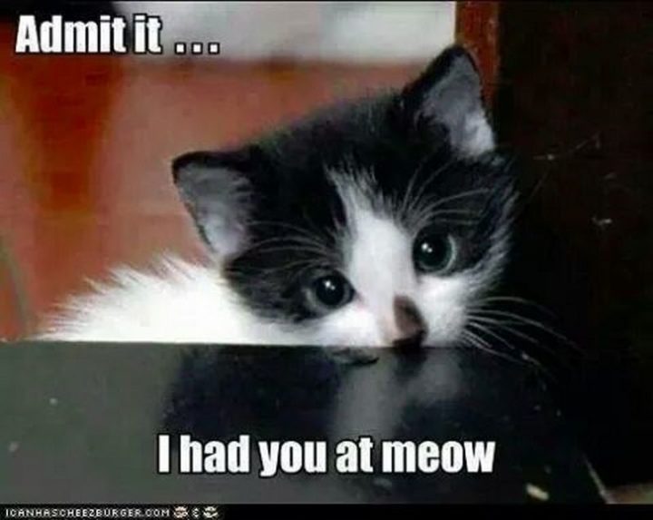 "Admit it, I had you at meow."