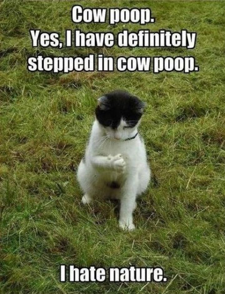 "Cow poop. Yes, I have definitely stepped in cow poop. I hate nature."