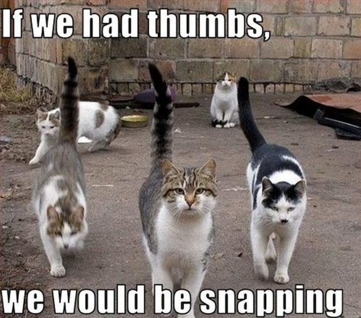 "If we had thumbs, we would be snapping."