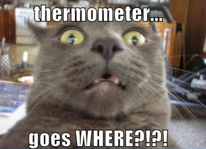 "Thermometer goes WHERE?!?!"