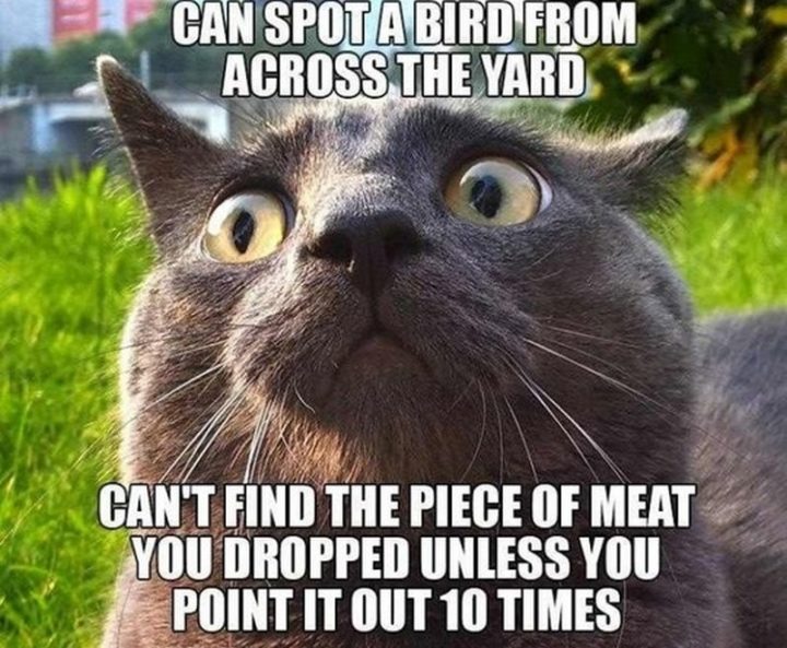 "Can spot a bird from across the yard. Can't find the piece of meat you dropped unless you point it out 10 times."
