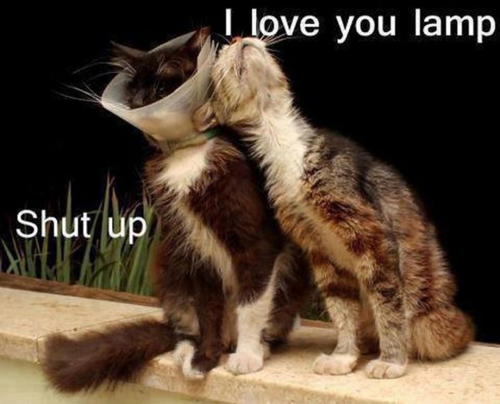 "I love you lamp. Shut up."