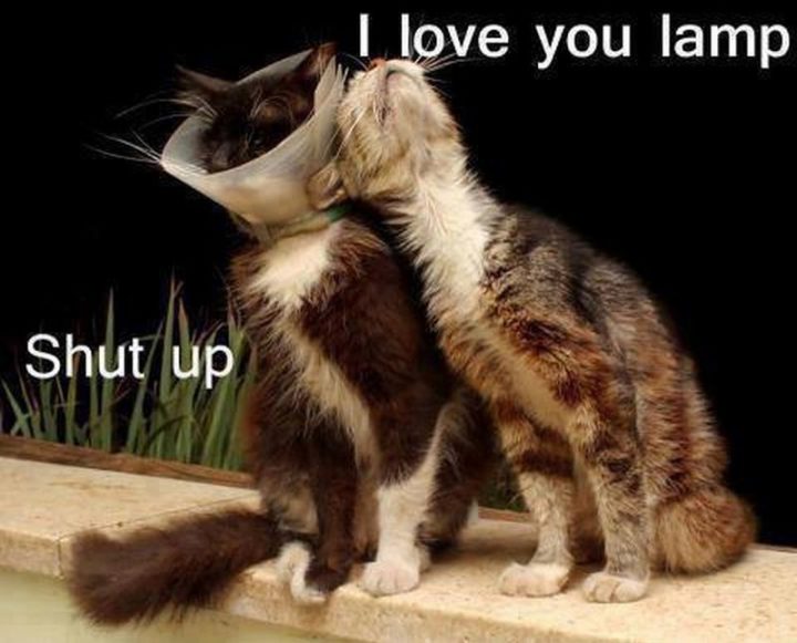 55 Funniest Cat Memes Ever Will Make You Laugh Right Meow