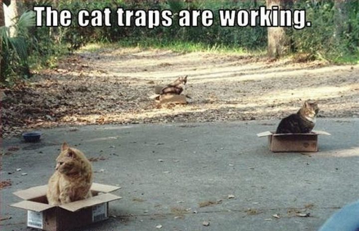 "The cat traps are working."