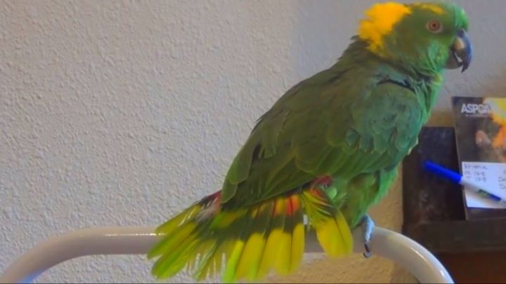 Max the yellow-naped amazon comically sings the children's song 'Old MacDonald Had a Farm'.