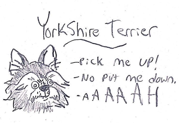 Funny Guide to Dog Breeds - Yorkshire Terrier.