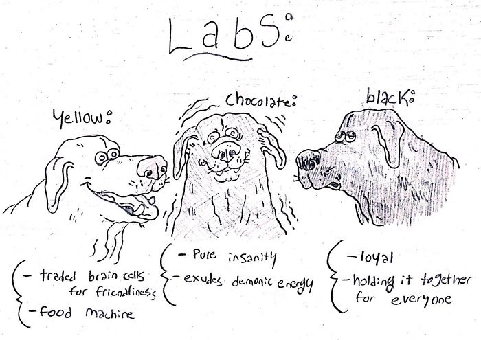 Funny Guide to Dog Breeds - Labs.