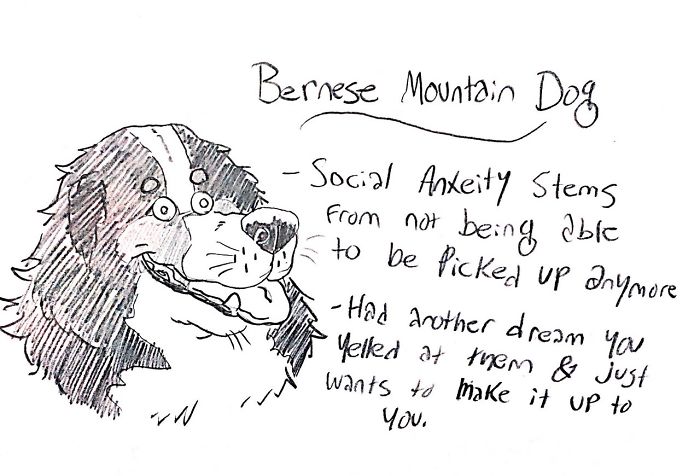 Funny Guide to Dog Breeds - Bernese Mountain Dog.