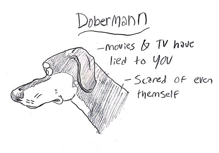 Funny Guide to Dog Breeds - Dobermann.