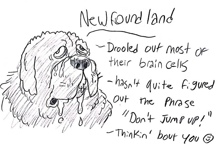 Funny Guide to Dog Breeds - Newfoundland.