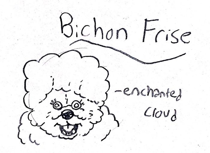 Funny Guide to Dog Breeds - Bichon Frise.
