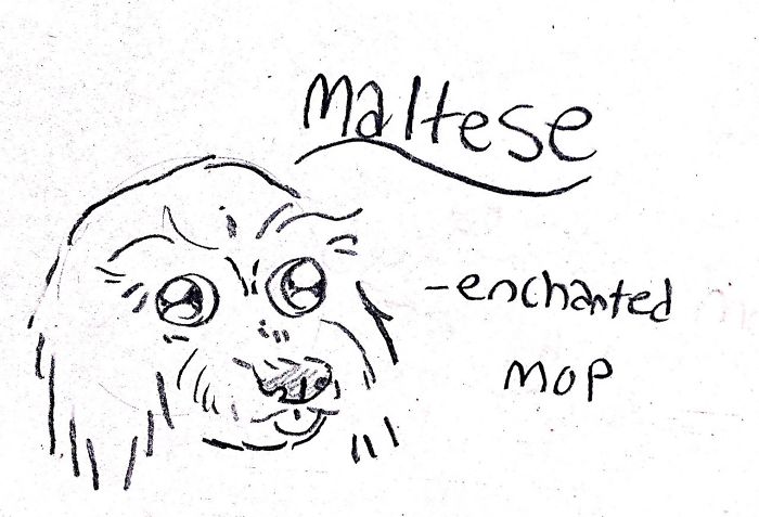 Funny Guide to Dog Breeds - Maltese.