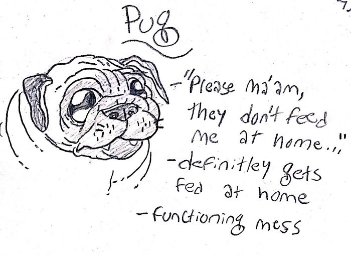 Funny Guide to Dog Breeds - Pug.