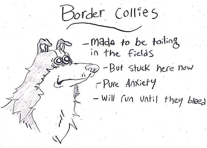 Funny Guide to Dog Breeds - Border Collies.