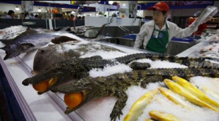 15 Items Sold at Walmart Stores in China - Crocodiles.
