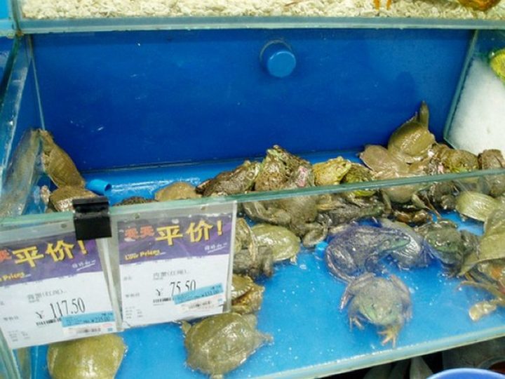15 Items Sold at Walmart Stores in China - Live turtles and frogs.