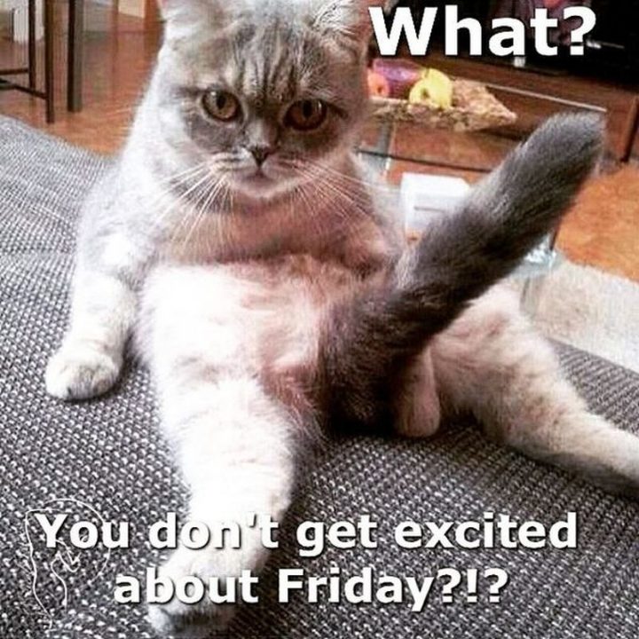 Happy Friday Work Meme Cat