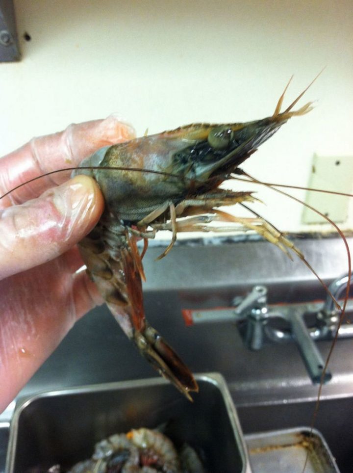 ...including freshly caught shrimp...