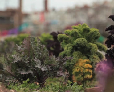 Grow Produce in Abandoned City Lots? This Group Is Working to Make It a Reality.
