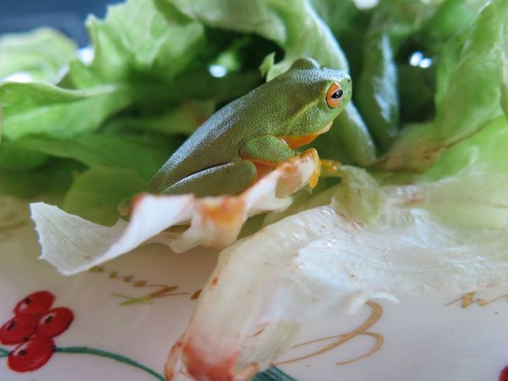 It ain't easy being a tree frog but it sure makes a good camouflage when snuggled against lettuce.