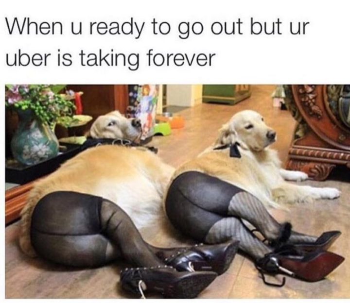 101 Funny Dog Memes - "When u ready to go out but ur uber is taking forever."