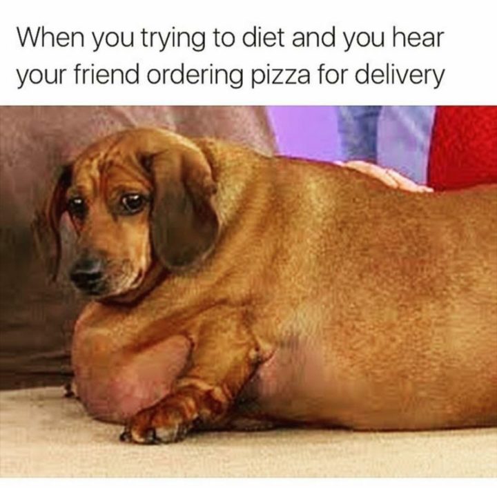 101 Funny Dog Memes - "When you trying to diet and you hear your friend ordering pizza for delivery."