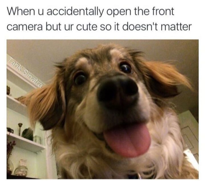 101 Funny Dog Memes - "When u accidentally open the front camera but ur cute so it doesn't matter."