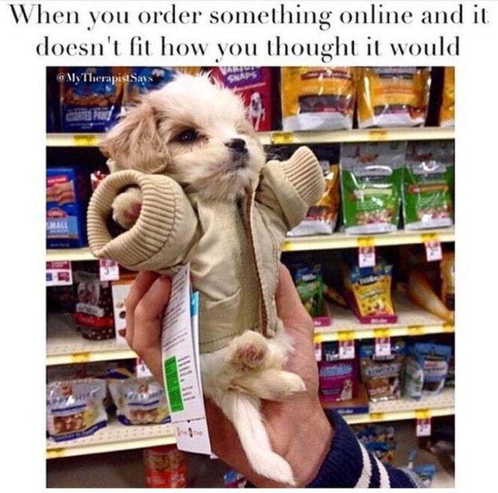 101 Funny Dog Memes - "When you order something online and it doesn't fit how you thought it would."