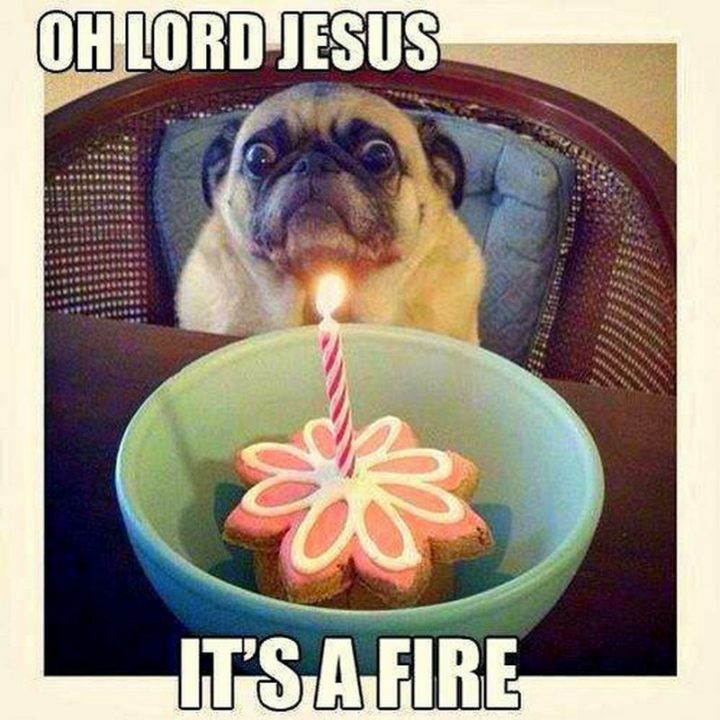 101 Funny Dog Memes - "Oh lord, Jesus. It's a fire."