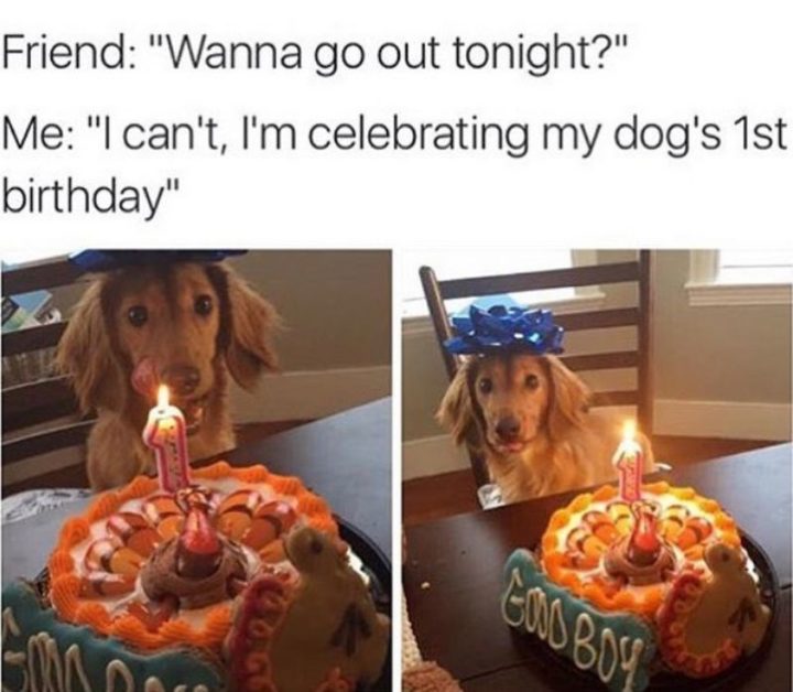 101 Funny Dog Memes - "Wanna go out tonight?"