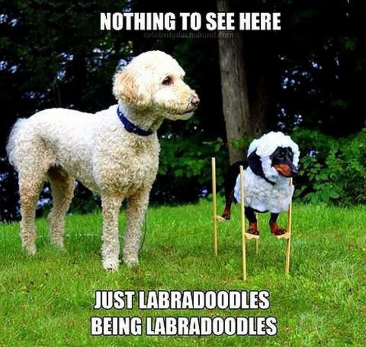 101 Funny Dog Memes - "Nothing to see here. Just labradoodles being labradoodles."