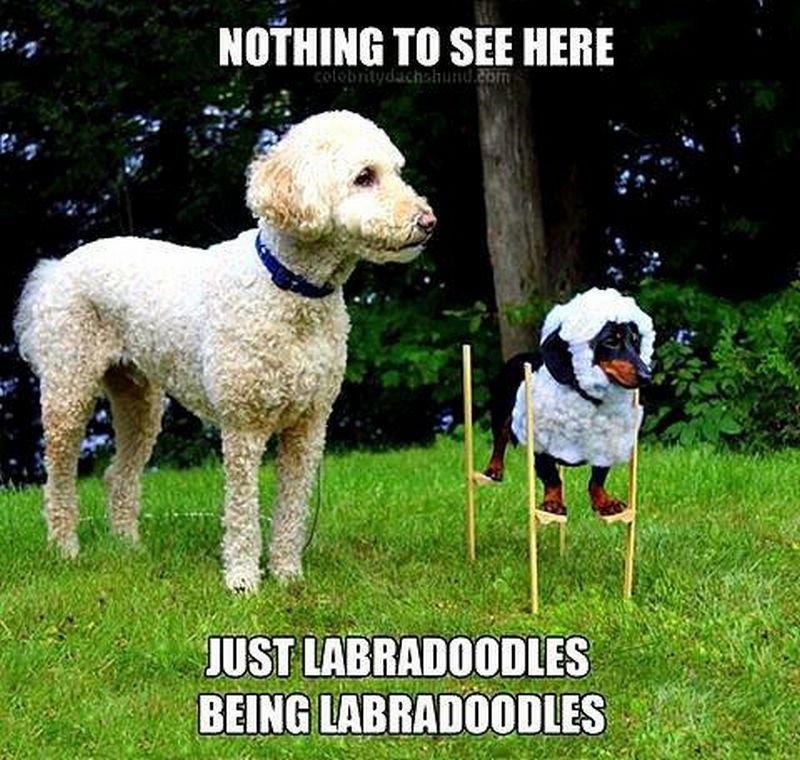 Funny Dog Memes 2017 Funny Memes Isley Posest