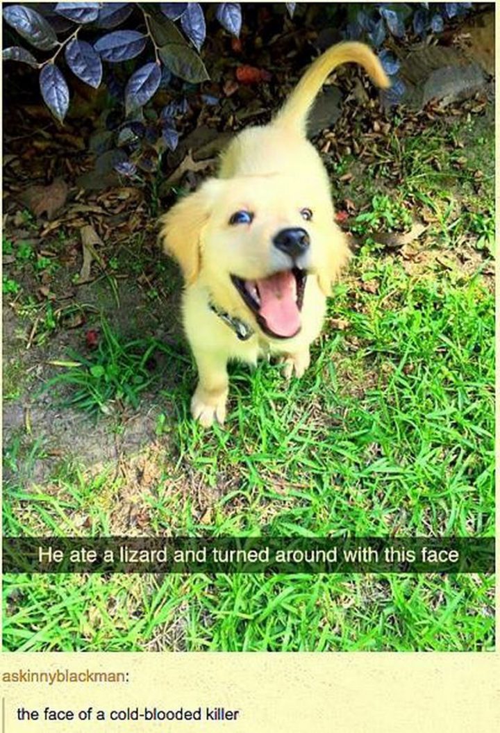 101 Funny Dog Memes - "He ate a lizard and turned around with this face. The face of a cold-blooded killer."