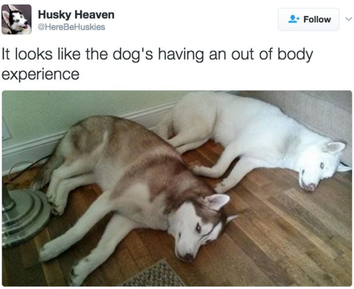 "It looks like the dog's having an out of body experience."