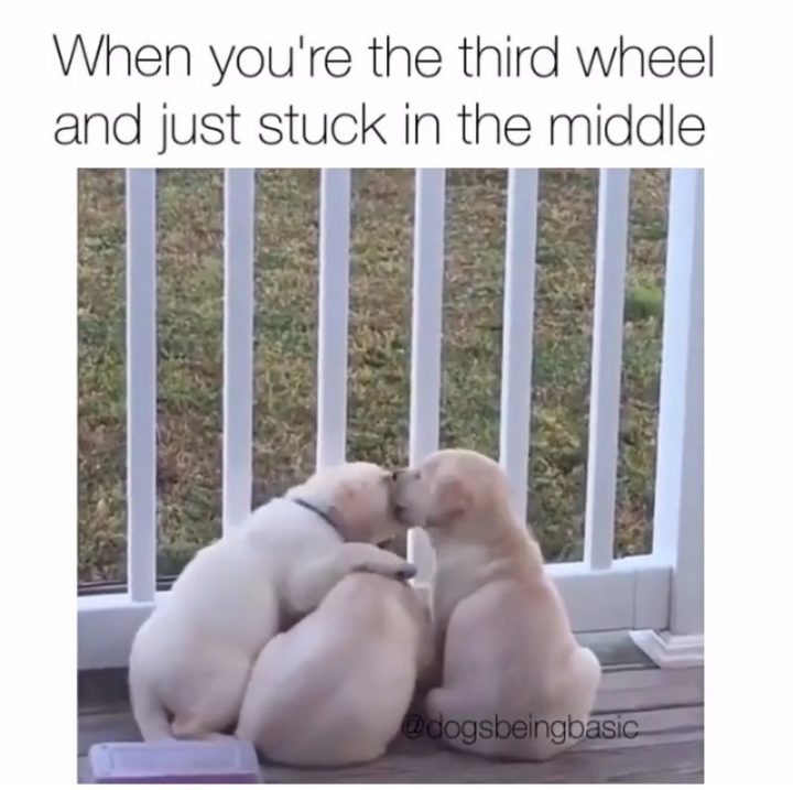 101 Funny Dog Memes - "When you're the third wheel and just stuck in the middle."