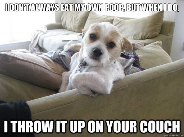 101 Funny Dog Memes - "I don't always eat my own poop, but when I do, I throw it up on your couch."