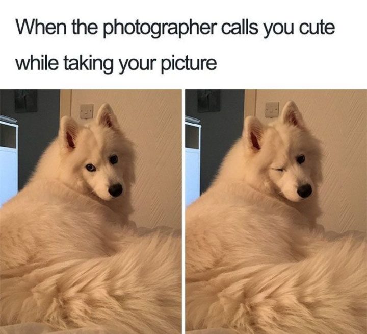 101 Funny Dog Memes - "When the photographer calls you cute while taking your picture."