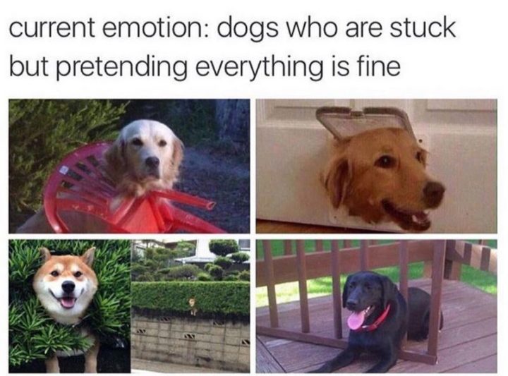 101 Funny Dog Memes - "Current emotion: Dogs who are stuck but pretending everything is fine."