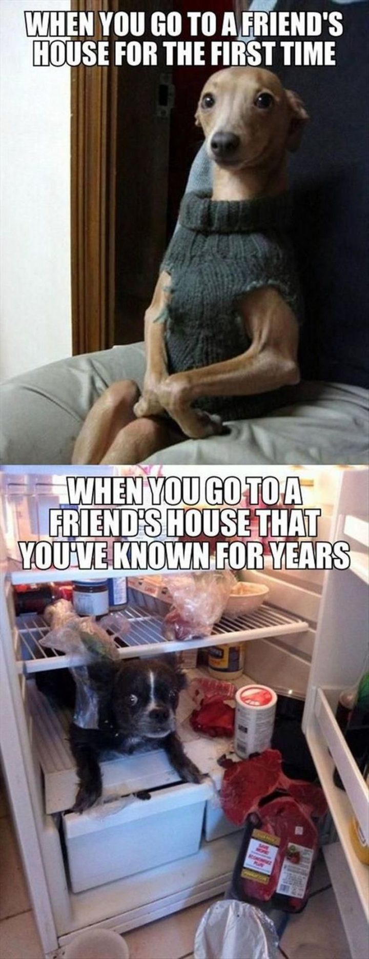 101 Funny Dog Memes - "When you go to a friend's house for the first time. When you go to a friend's house that you've known for years."