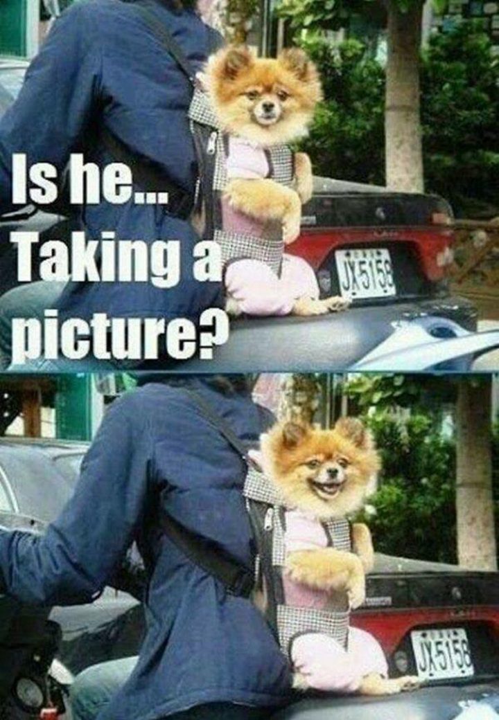 101 Funny Dog Memes - "Is he...taking a picture?"