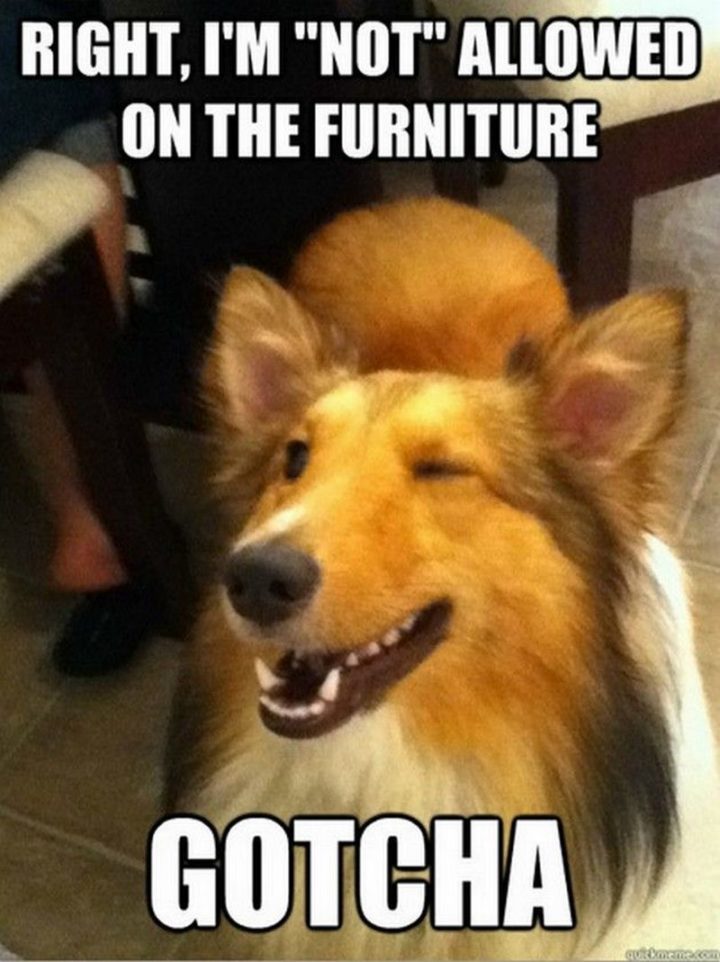 101 Funny Dog Memes - "Right, I'm "not" allowed on the furniture. Gotcha."