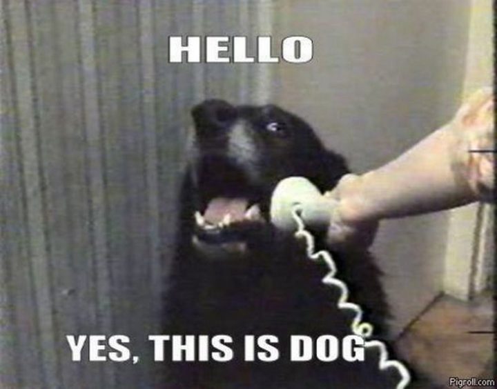 101 Funny Dog Memes - "Hello. Yes, this is dog."