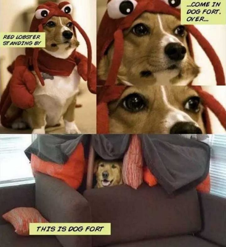 101 Funny Dog Memes - "Red Lobster standing by...come in Dog Fort, over...This is Dog Fort."