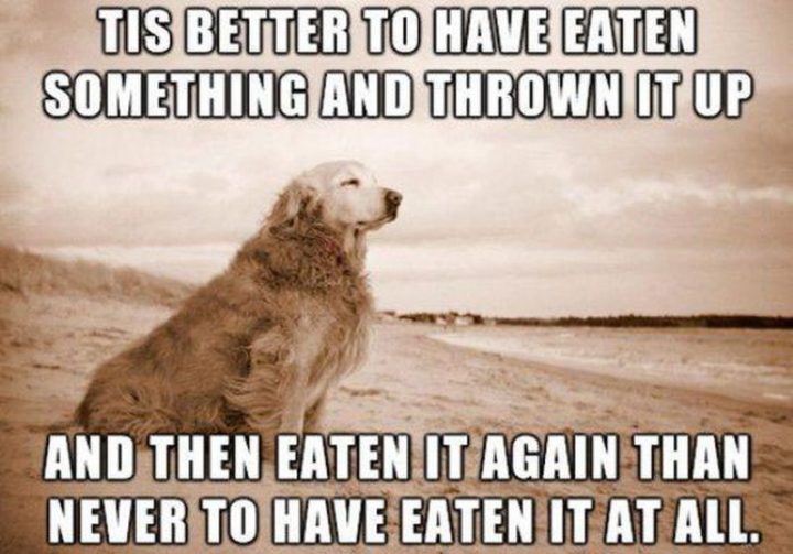 101 Funny Dog Memes - "Tis better to have eaten something and thrown it up and then eaten it again that never to have eaten it at all."