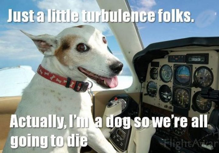 101 Funny Dog Memes - "Just a little turbulence folks. Actually, I'm a dog so we're all going to die."